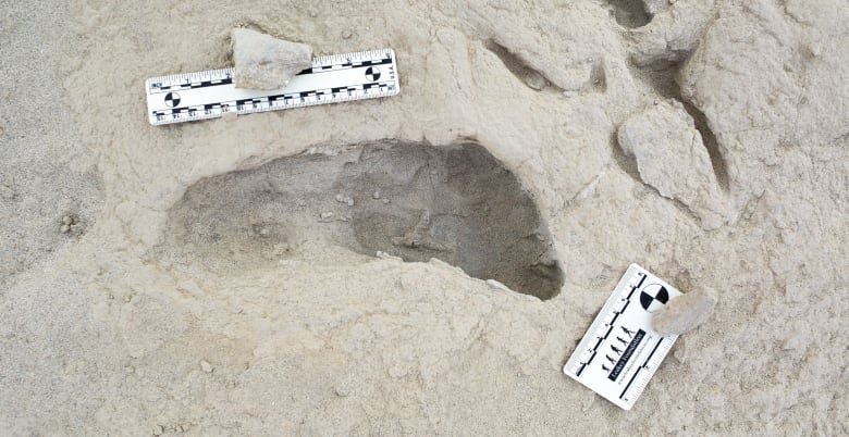 A close-up of a single fossilized footprint impression in a dried beige surface, with white rulers nearby to indicate the size.