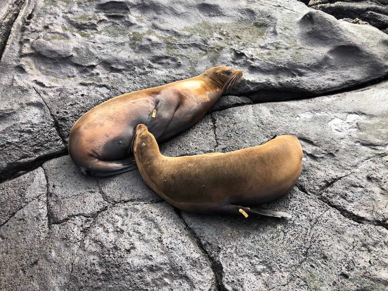 Two rust-colored sea lions recline on rocks, one nursing from the other