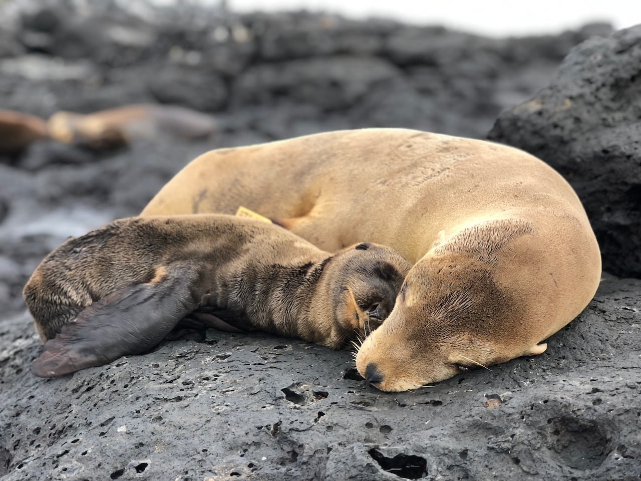 A large and small sea lion rest together on rocks