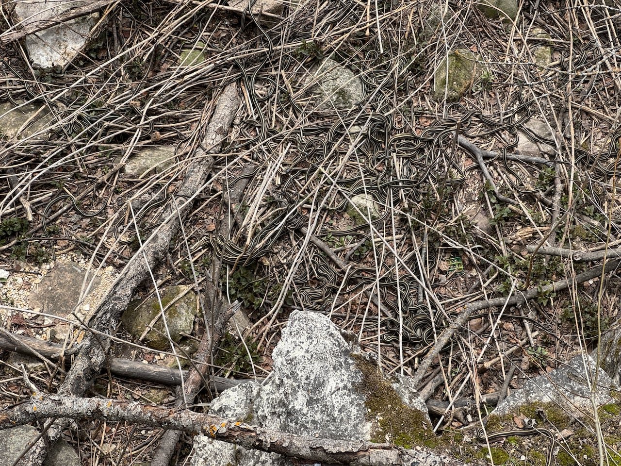 Garter snakes in thickets