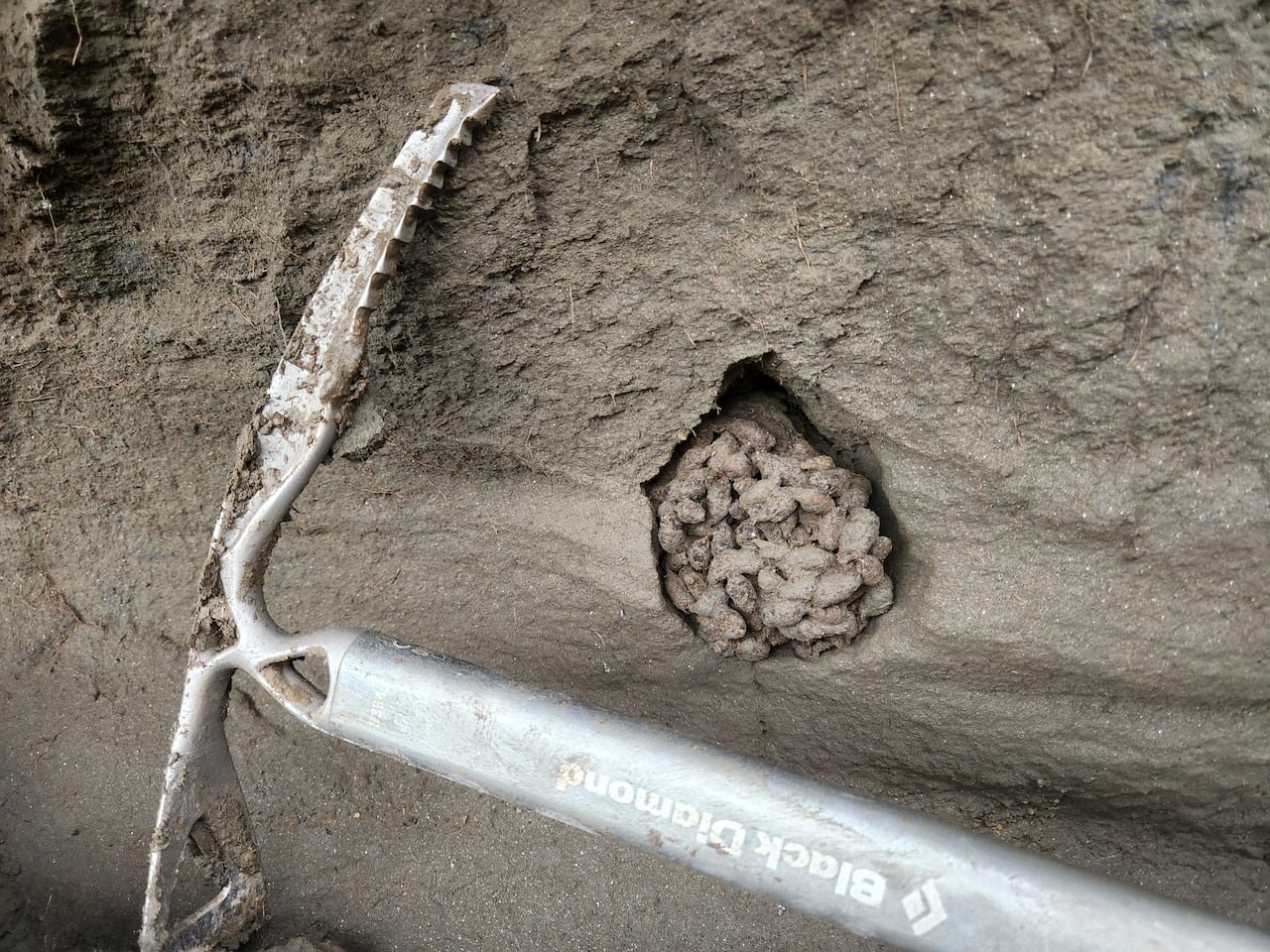 Cluster of ancient Arctic ground squirrel excrement