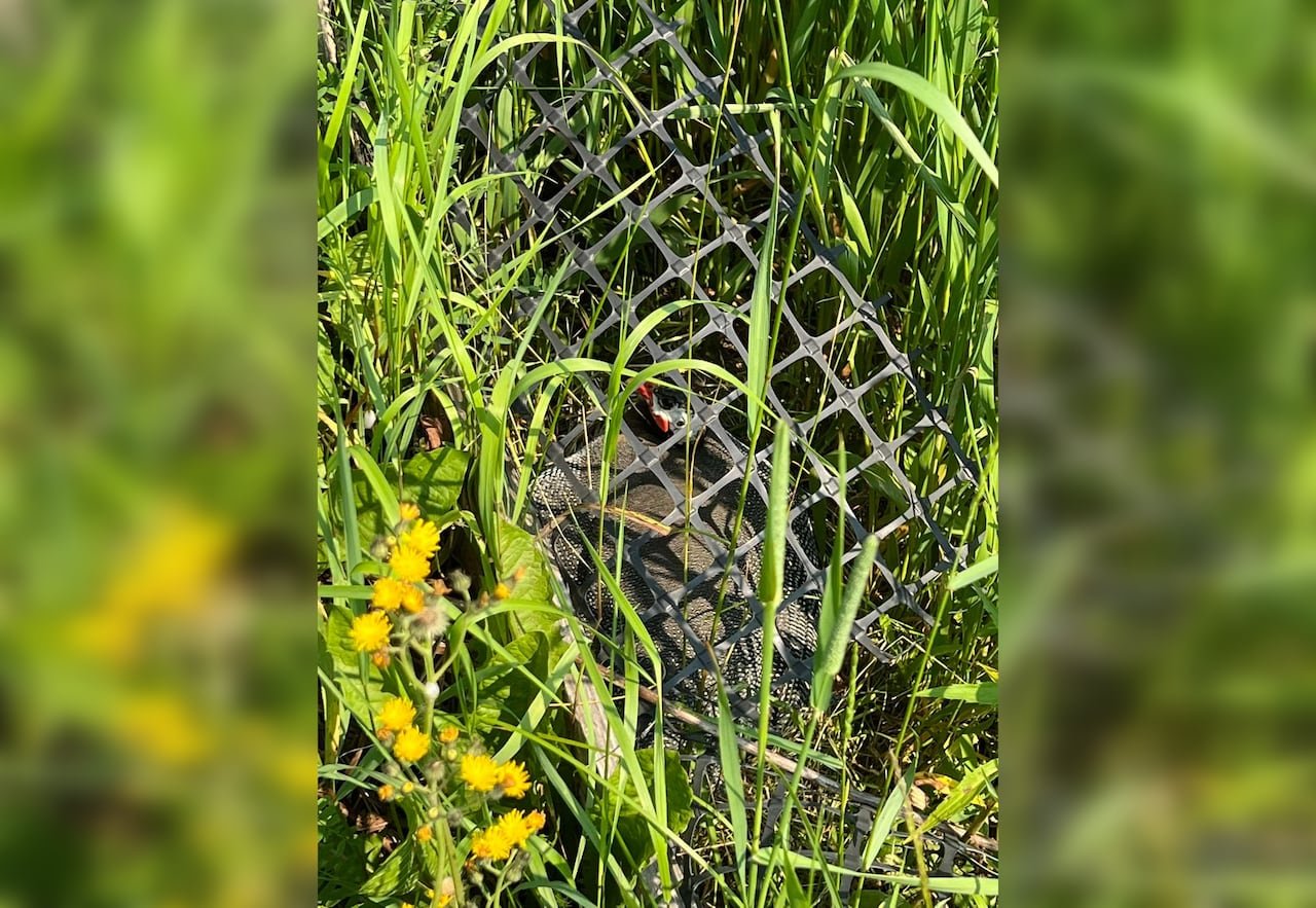 default-327 A guinea fowl is sitting on her nest in the grass